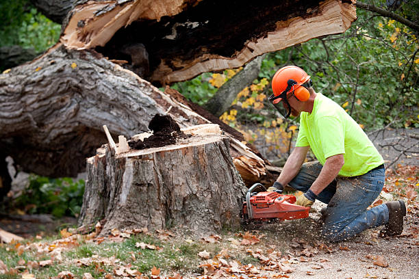 Best Tree Removal Near Me  in Towaco, NJ